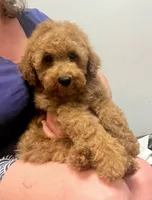 Lynus, a male Miniature Labradoodle for sale in Gurnee, IL – 4 of 5