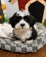 Luka, a male Havapoo for sale in Gurnee, IL – 3 of 3