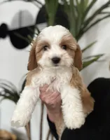 processed/a3048a5a-dd71-4f69-8a88-2794975825bf/listing/c7c54dce-83ca-434b-9ae2-41b762e7a9fe/626274cc-14a9-4492-9943-75978fc174fb