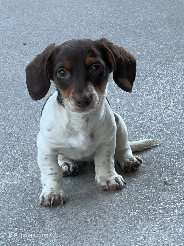 Darla – Miniature Dachshund puppy for sale in Gurnee, IL