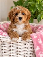 Nell, a female Cavapoo for sale in Gurnee, IL – 1 of 1