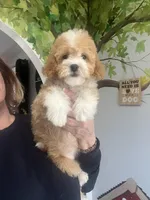 Piper, a female Poodle - Toy  for sale in Gurnee, IL – Photo 1 of 5