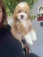 Piper, a female Poodle - Toy  for sale in Gurnee, IL – Photo 2 of 5