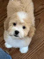 Piper, a female Poodle - Toy  for sale in Gurnee, IL – Photo 5 of 5