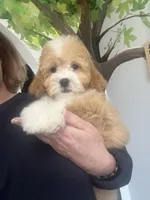 Piper, a female Poodle - Toy  for sale in Gurnee, IL – Photo 4 of 5