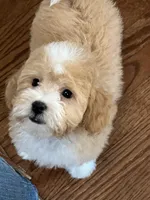 Piper, a female Poodle - Toy  for sale in Gurnee, IL – Photo 3 of 5