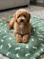 Nellie, a female Miniature Goldendoodle for sale in Gurnee, IL – 2 of 5