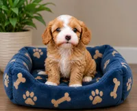 Bubbles, a male Cavapoo for sale in Gurnee, IL – 1 of 1
