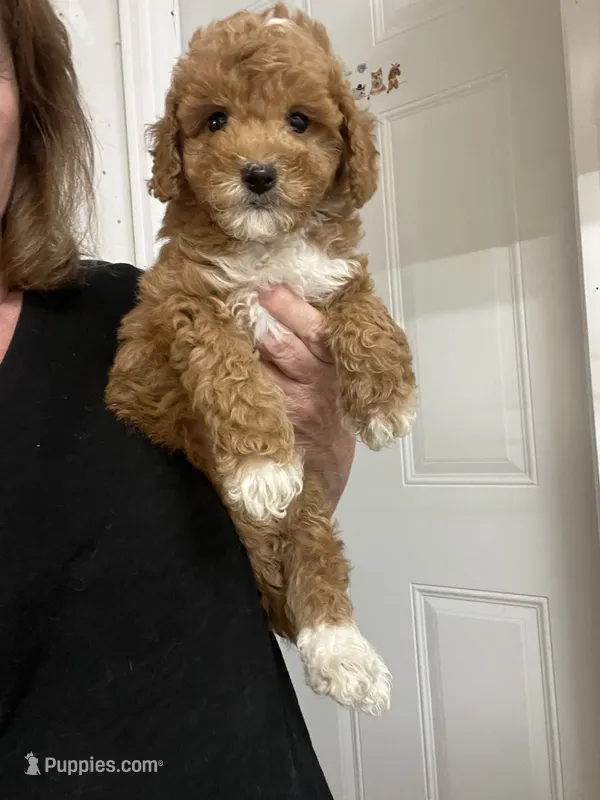 Vinnie – Cavapoo puppy for sale in Gurnee, IL