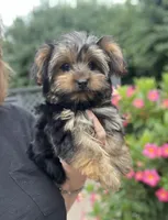 Tessa, a female Yorkshire Terrier for sale in Gurnee, IL – 3 of 5