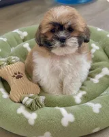 Louie, a female Shichon for sale in Gurnee, IL – 2 of 2