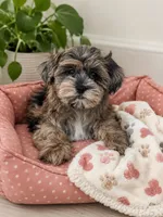 Luna, a female Havapoo for sale in Gurnee, IL – 3 of 4