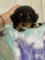 Bear, a male Miniature Bernedoodle for sale in Gurnee, IL – 4 of 4