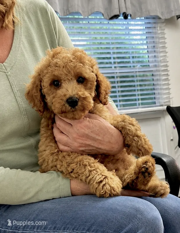 Lynus – Miniature Labradoodle puppy for sale in Gurnee, IL