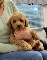 Lynus, a male Miniature Labradoodle for sale in Gurnee, IL – 1 of 5