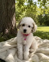 Pearl, a female Poodle - Toy  for sale in Gurnee, IL – 1 of 1