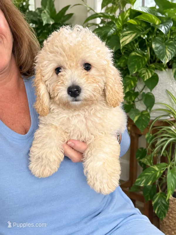 Cole – Bichpoo puppy for sale in Gurnee, IL