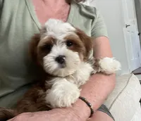 Sawyer, a male Havanese for sale in Gurnee, IL – 2 of 4