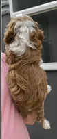 Copper, a male Havapoo for sale in Gurnee, IL – 2 of 4