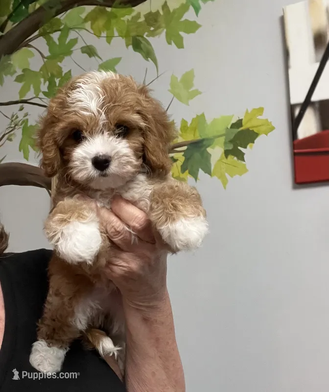 Vinnie – Cavapoo puppy for sale in Gurnee, IL