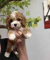 Vinnie, a male Cavapoo for sale in Gurnee, IL – 1 of 3