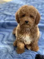 Rizzo, a male Miniature Goldendoodle for sale in Gurnee, IL – 2 of 5