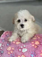 Leah, a female Maltipoo for sale in Gurnee, IL – 2 of 4