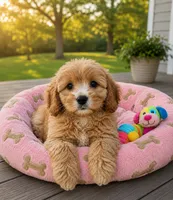 Piper, a female Cavapoo for sale in Gurnee, IL – 2 of 2