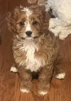 Ellie, a female Cavapoo for sale in Gurnee, IL – Photo 3 of 3