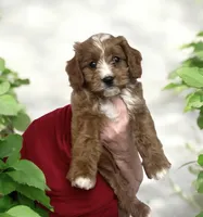 Ellie, a female Cavapoo for sale in Gurnee, IL – Photo 2 of 3