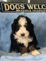 Baby boy 1, a male Miniature Bernedoodle for sale in Gurnee, IL – 4 of 4