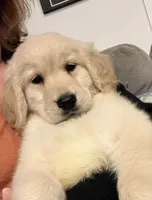 Mick, a male Golden Retriever for sale in Gurnee, IL – 5 of 5