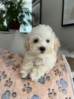 Max, a male Maltipoo for sale in Gurnee, IL – 3 of 3