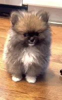 Tiny Boy, a male Pomeranian for sale in Gurnee, IL – 4 of 5