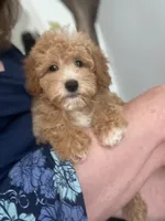 Fiona, a female Miniature Goldendoodle for sale in Gurnee, IL – 1 of 3