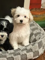 Lacey, a female Havamalt for sale in Gurnee, IL – 5 of 5