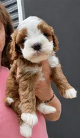Copper, a male Havapoo for sale in Gurnee, IL – 4 of 4
