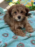 Annabelle, a female Havapoo for sale in Gurnee, IL – 3 of 3