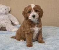 Sawyer, a male Miniature Goldendoodle for sale in Gurnee, IL – Photo 1 of 2