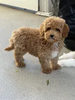 Rizzo, a male Miniature Goldendoodle for sale in Gurnee, IL – 4 of 5