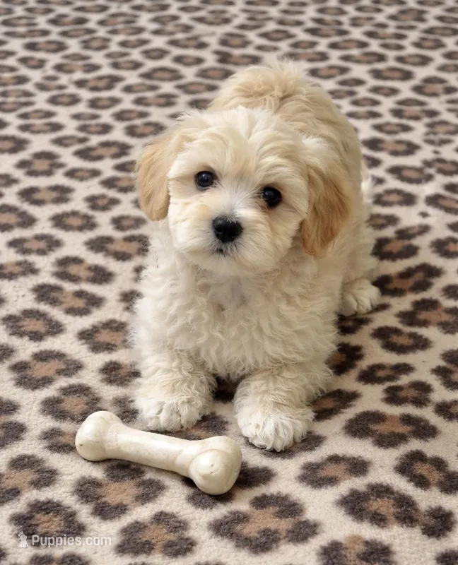 Joey – Havapoo puppy for sale in Gurnee, IL