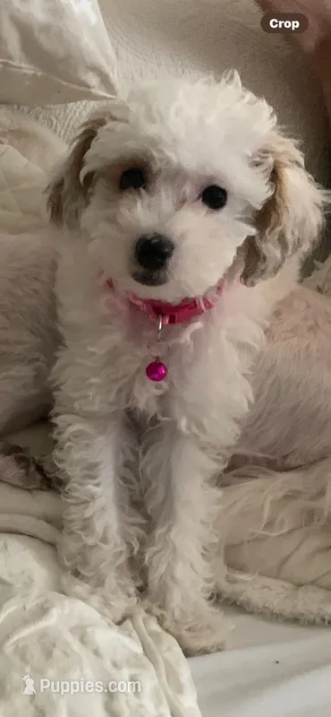 Pearl – Poodle - Toy  puppy for sale in Gurnee, IL