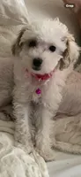 Pearl, a female Poodle - Toy  for sale in Gurnee, IL – 1 of 3