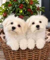 Remie NO TEAR STAINS!, a male Maltese for sale in Gurnee, IL – 2 of 2