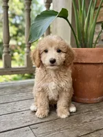 Sam, a male Miniature Goldendoodle for sale in Gurnee, IL – 1 of 1