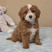 Ruby, a female Miniature Goldendoodle for sale in Gurnee, IL – Photo 1 of 2