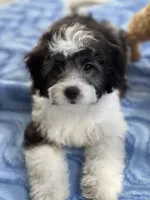 Nina, a female Havapoo for sale in Gurnee, IL – 4 of 8