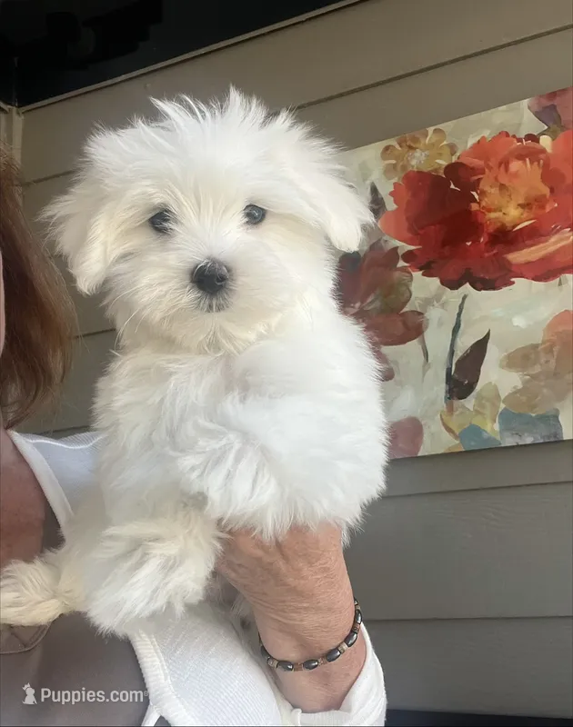 Eddie – Maltese puppy for sale in Gurnee, IL