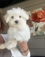 Eddie, a male Maltese for sale in Gurnee, IL – 1 of 3