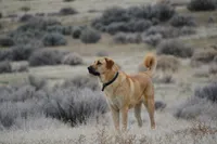 FAWN FEMALE WITH WHITE SNIP, a female Anatolian Shepherd Dog and Great Pyrenees for sale in Sparks, NV – 5 of 7
